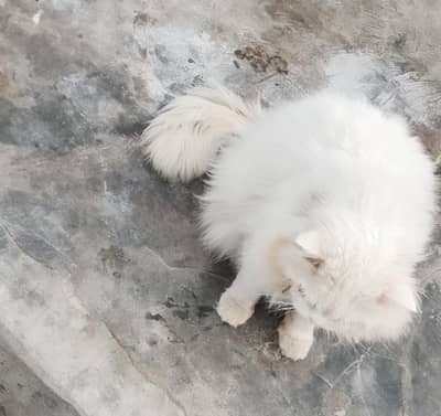 Parshisan cat 4 sale healthy and active 03229691712