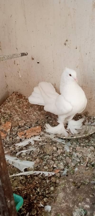 English fantail lakha pair with eggs