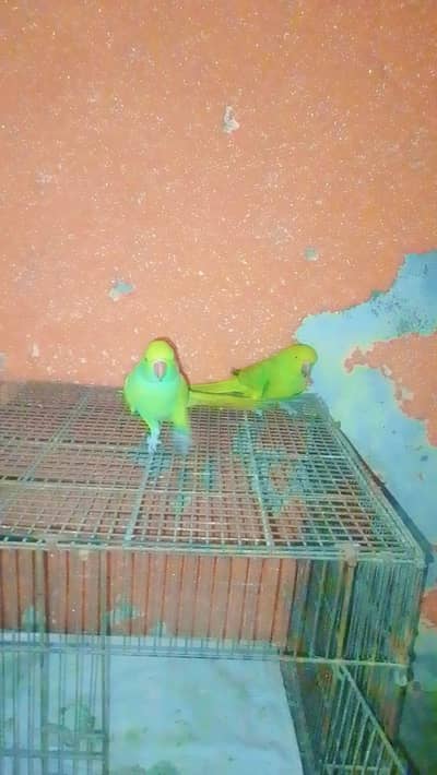parrots