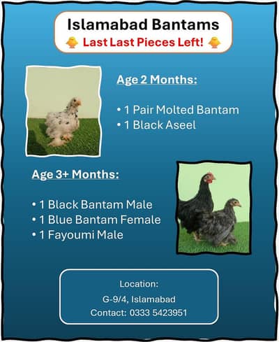 Multi color bantam | Fyoumi