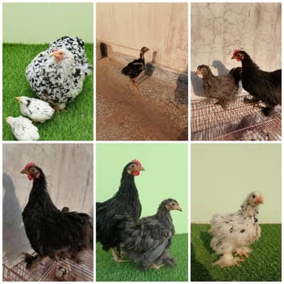 Multi color bantam | Fyoumi