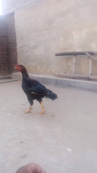 aseel murga for sale