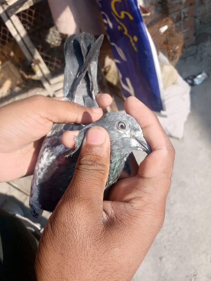 سیالکوٹی علی آلہ کبوتر جوڑے 0