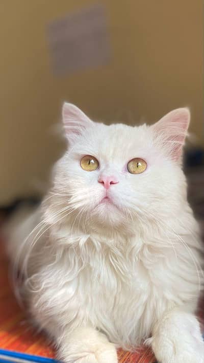 1 dafa breed li hai 2 kittens thy