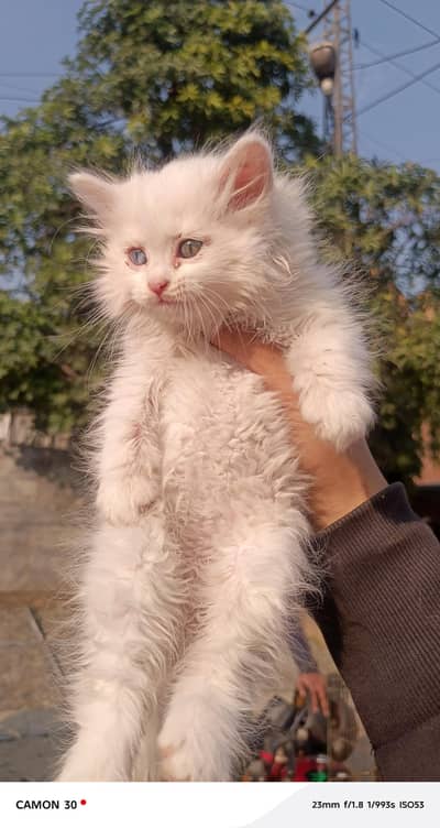 persian kitten