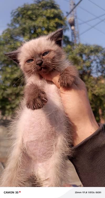 persian kitten