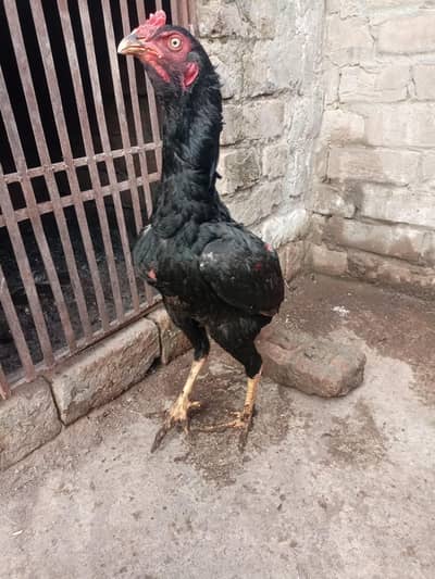 High quality mushka lakha patha