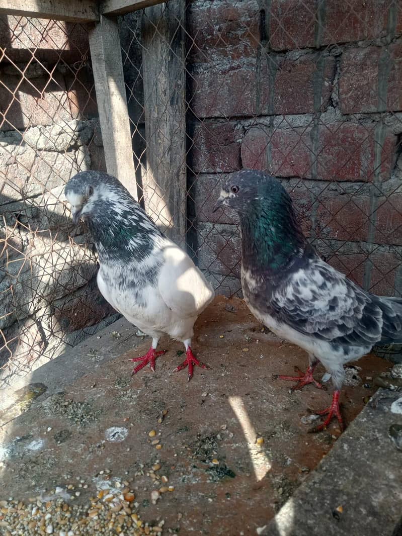 سیالکوٹی علی آلہ کبوتر جوڑے 2