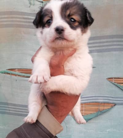 russian male pup zero size