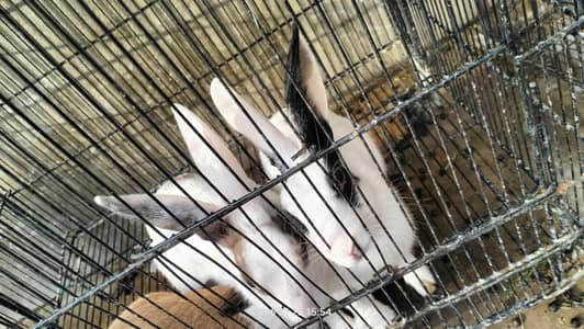 rabbits for slae little babyies white red eys  and  breaders color