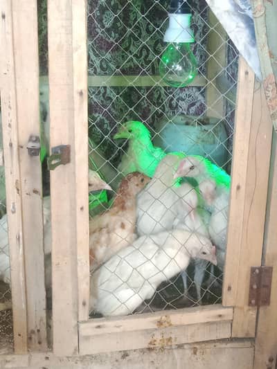 Heera chicks