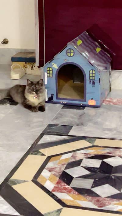 cat with home  فروخت کے لیے خوبصورت پرشیئن کیٹ دستیاب ہے  عمر: 6 ماہ