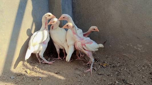 HEERA ASEEL PAPER WHITE Chiks