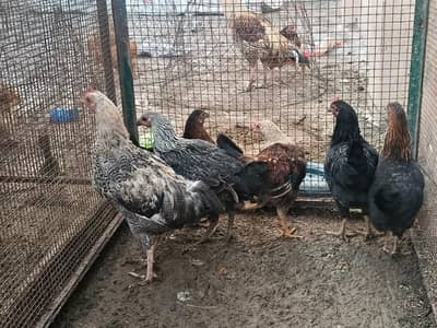 Desi Murghia cross aseel 1000 per piece