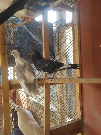 Pigeons For Sell Qablii or gola