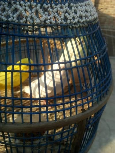 red eyes buggies for sale