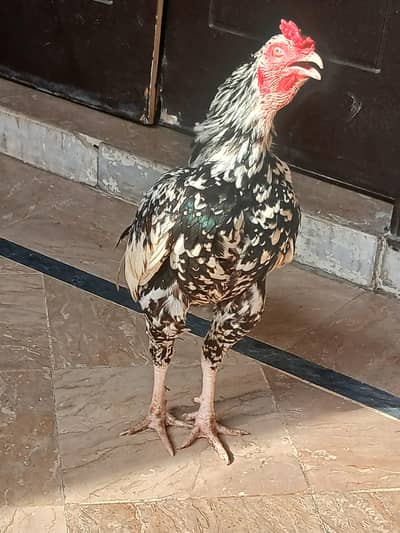 aseel old bloodline murgy for sale lasani and cheena murga