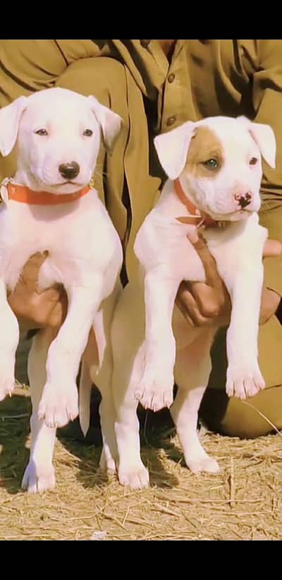 bully gultair Age 2 month for sale