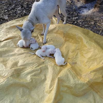 kohati Gultair dog Puppies
