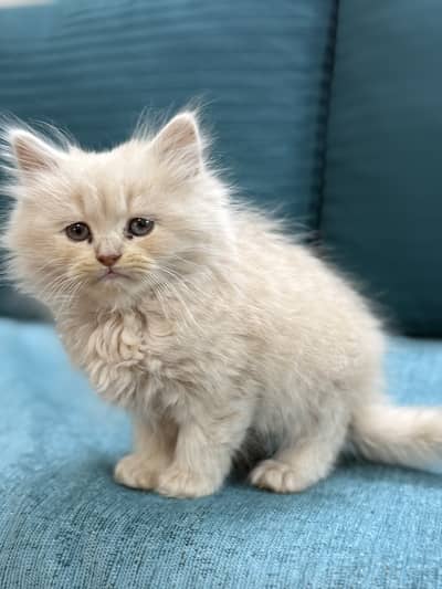 Persia kitten female