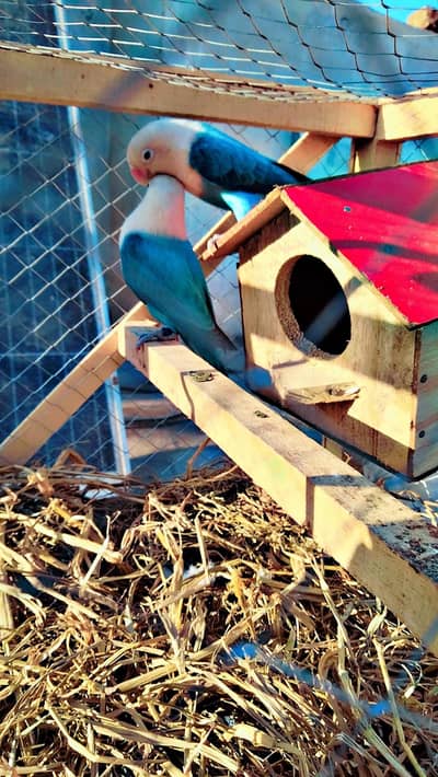 Urgent sale Breeder pair