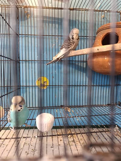 king size exibition pair