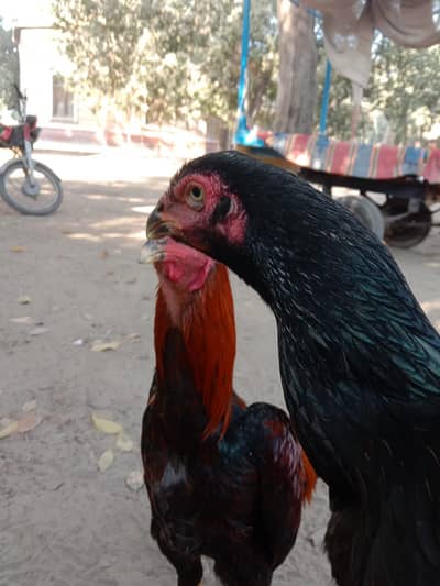 shamo aseel for sale 0300/79/13/674