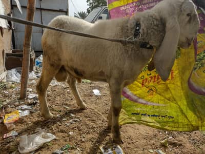 dumba contact number :03111241580