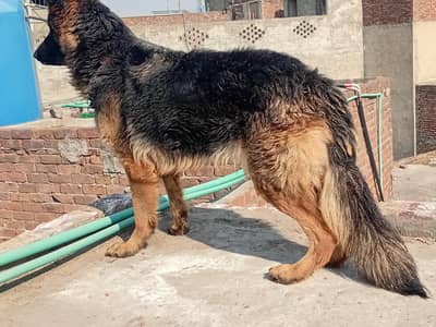 German Shepherd female . 03024894016