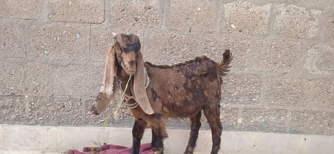 Urgent Sale Pure Kamori Gaban 1.5 month With Male Kid