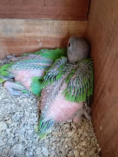 Green Ringnck Chick's For Sale