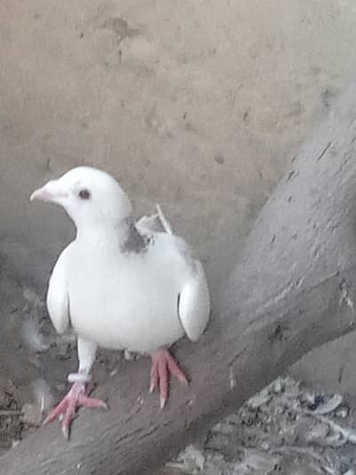 fancy pigeon for sale