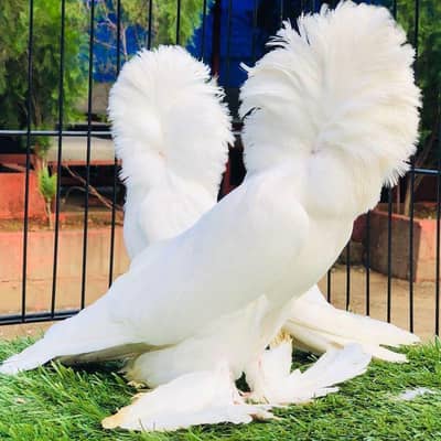 jakobin male and red sherazi