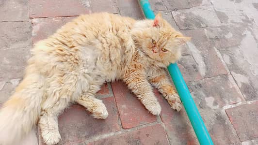 golden male cat for sale