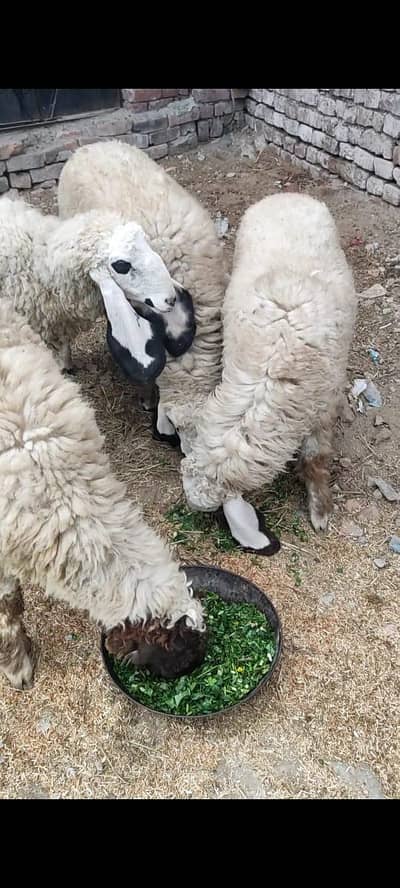 9 sheep  7 male 2 feemal 03187694593