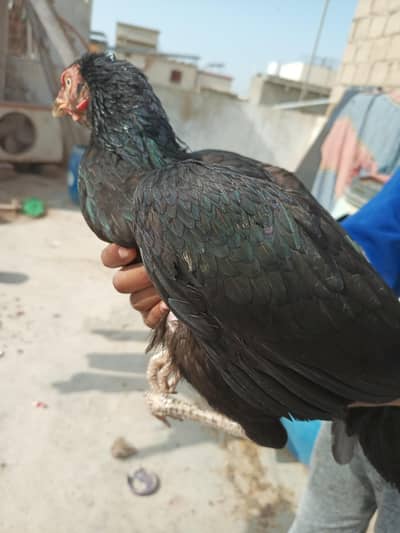 mushki madi peli mandi cheena madii