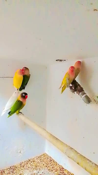lovebirds breeder pairs