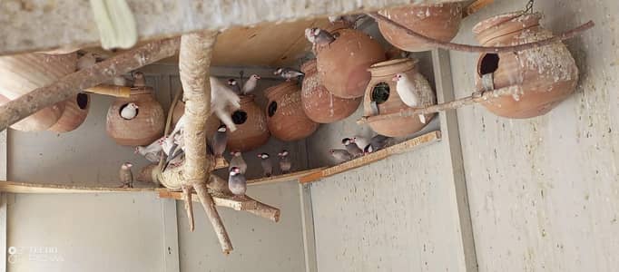 jawa pairs 1600/2000