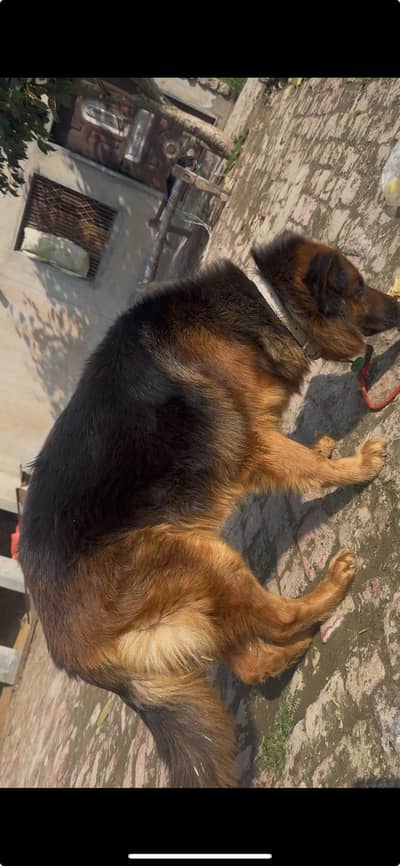 female young german Shepherd