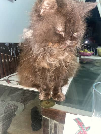 Persian cat