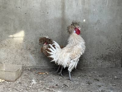 FRIZZLE BACK POLISH3