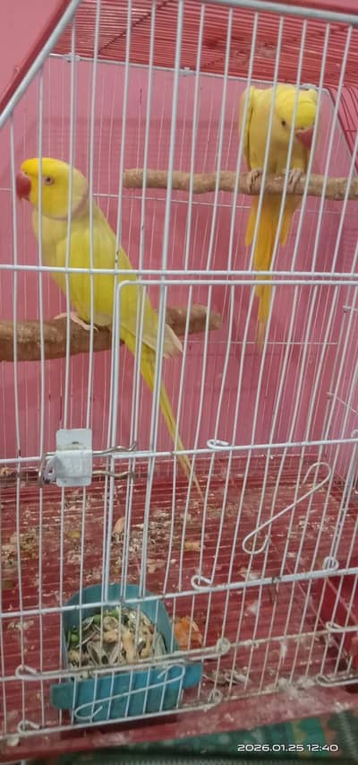 yellow ringneck pair sunconor