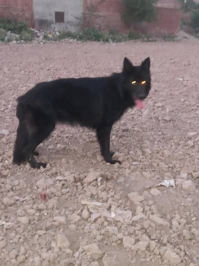 black gsd female
