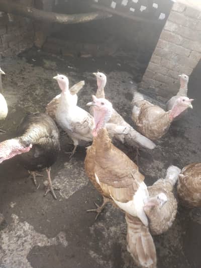 Turkey Fertile Eggs Available for sale