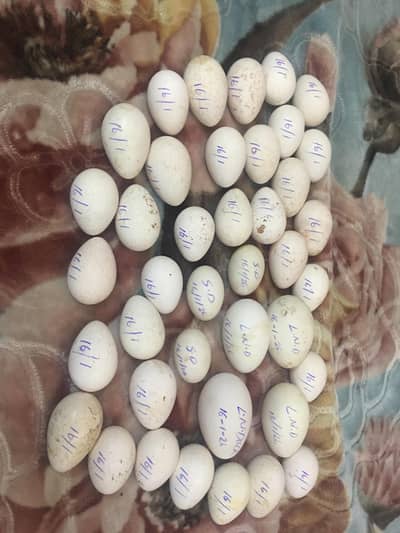 Turkey Fertile Eggs Available for sale