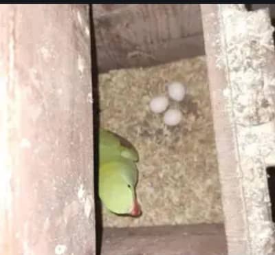 Kashmiri breeder pair