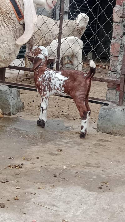 Desi or Taddi  Cross Bakri | Desi Bakri | Bakri For Sale