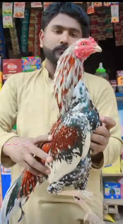 high qulity phulia mianwali and saleta galwa for sale