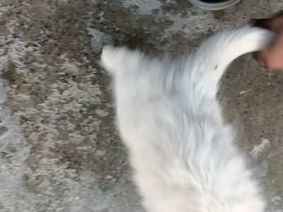 Age is approximately 2 months Persian cat triple coat cargo available