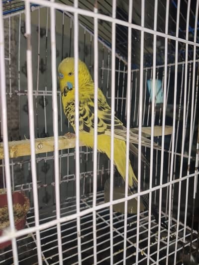 Exhibition Quality Male Budgie  | Active & Healthy | Rs. 3500